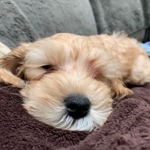 Meet your Posher, Peggy